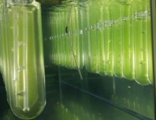 Algae growing in a bioreactor. (Dennis Schroeder, NREL)