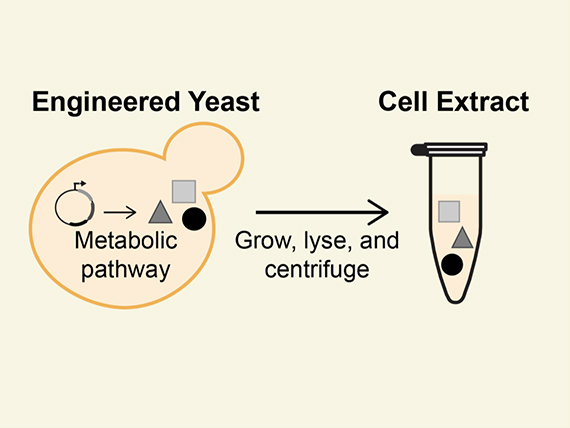 Yeast strains engineered for the biochemical conversion of glucose to value-added products are limited in chemical output due to growth and viability constraints. Cell extracts provide an alternative format for chemical synthesis in the absence of cell growth by isolating the soluble components of lysed cells. By separating the production of enzymes (during growth) and the biochemical production process (in cell-free reactions), this framework enables biosynthesis of diverse chemical products at volumetric productivities greater than the source strains. (Blake Rasor)