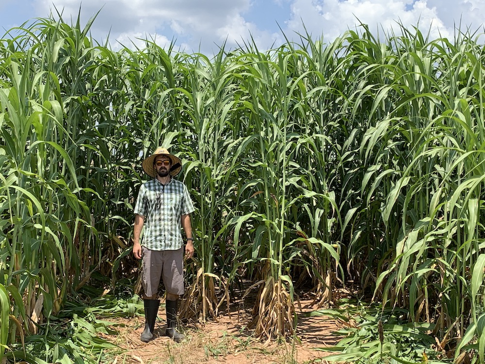 William Wheeler, a postdoctoral associate working on the DOE-supported ROOTS project, stands next to a field of bioenergy sorghum this summer. The plants are about three months old and have another three months of growing to do. (Brock Weers)