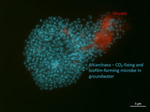 Image of biofilm with both Altiarchaea (blue) and viruses (red). (Victoria Turzynksi and Lea Griesdorn)