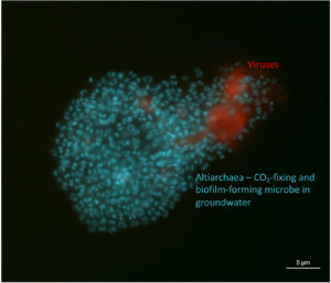 Image of biofilm with both Altiarchaea (blue) and viruses (red). (Victoria Turzynksi and Lea Griesdorn)