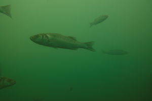 As average sea surface temperatures increase due to climate change, Thomas Mock has seen shifting aquatic life — for example, this European sea bass — off England’s southeast coast. European sea bass have a temperature optimum range of around 50 to 77 degrees Fahrenheit, while cod, iconic for its popularity at UK fish-and-chip shops, prefer to live between about 34 to 59 degrees Fahrenheit. (Thomas Mock)