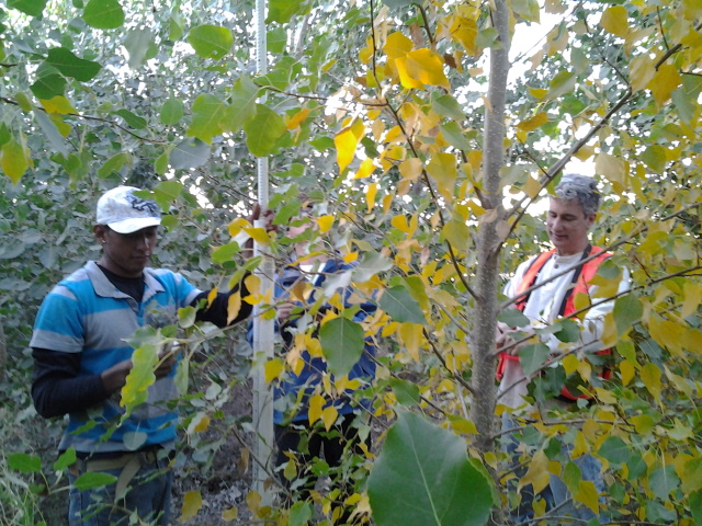 Jerry Tuskan and a field crew assess drought-induced leaf senescence and tree height at a hybrid poplar (P. trichocarpa x P. deltoides) field site in Boardman, Ore. (Courtesy of Wellington Muchero)