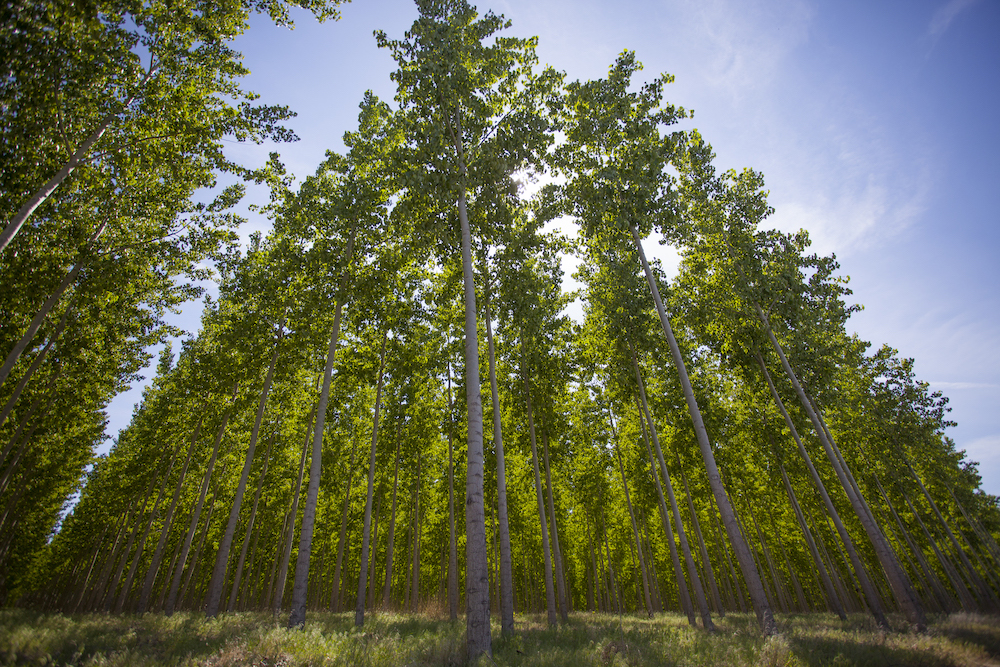 A plantation of poplar trees. (David Gilbert)