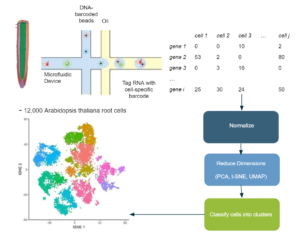 Single-cell RNA Sequence Workflow