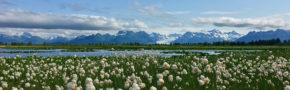 In their approved proposal, Frederick Colwell of Oregon State University and colleagues are interested in the microbial communities that live on Alaska’s glacially dominated Copper River Delta. They’re looking at how the microbes in these high latitude wetlands, such as the Copper River Delta wetland pond shown here, cycle carbon. (Courtesy of Rick Colwell)