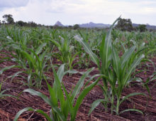 From USAID, crops grown on the farm of Davane Mesa Paulo. (Bita Rodriguez)