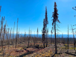 Accessing recently burned soils in California and Colorado, Mike Wilkins of Colorado State University and colleagues aim to understand how soil microbiomes in fire-adapted ecosystems respond to low and high severity wildfire. (Courtesy of Mike Wilkins)