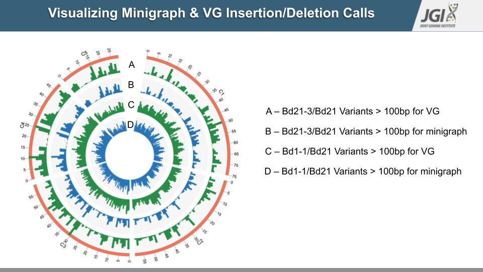 A slide from Rahul’s final presentation of his project work with Albert, depicting the visualizations possible with Minigraph and VG. (Rahul Ravi and Albert Wu)