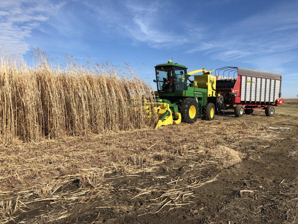 Scientists are working on increasing the value of Miscanthus grasses, so that farmers can reap economic rewards from growing it. (Courtesy of Erik Sacks)
