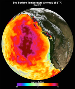 This data image shows the monthly average sea surface temperature for May 2015. Between 2013 and 2016, a large mass of unusually warm ocean water--nicknamed the blob--dominated the North Pacific, indicated here by red, pink, and yellow colors signifying temperatures as much as three degrees Celsius (five degrees Fahrenheit) higher than average. Data are from the NASA Multi-scale Ultra-high Resolution Sea Surface Temperature (MUR SST) Analysis product. (Courtesy NASA Physical Oceanography Distributed Active Archive Center)