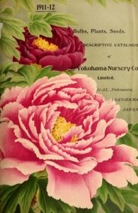 The full color catalog from the Yokohama Nursery Company in Japan allowed nurserymen to order Miscanthus. (Biodiversity Heritage Library)