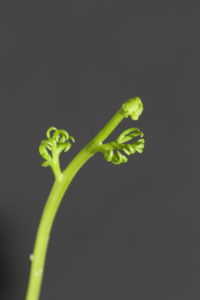 C-fern’s leaves unfurling. (David Randall and Zhonghua Chen)