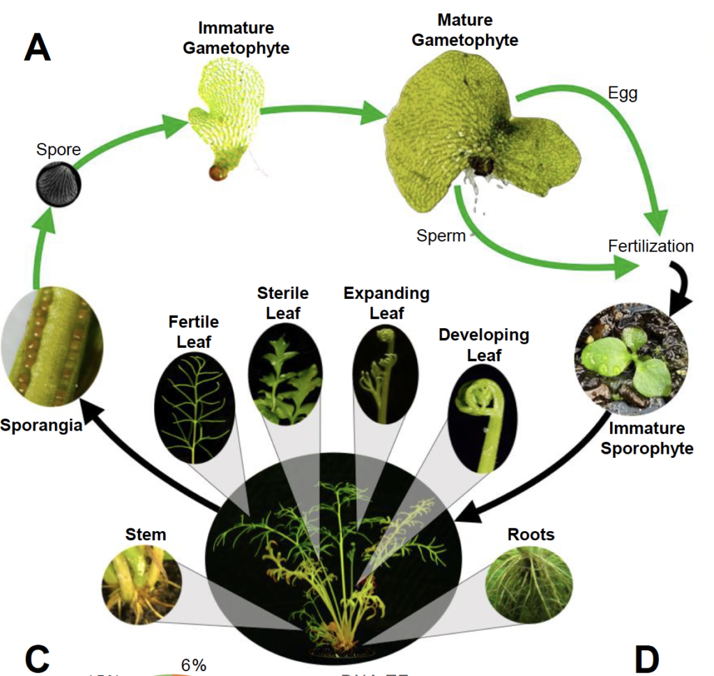 The life cycle of C-fern, a study subject for many a high-school student. (Courtesy of Jim Leebens-Mack) 