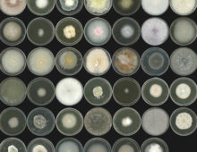 41 fungal isolates representative of the A. thaliana root mycobiome