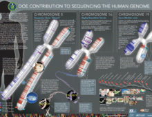 JGI contributions detailed in DOE Human Genome Project poster