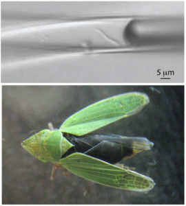 Top image is a single bacterial cell in a glass capillary. Bottom image is the green sharpshooter Draeculacephala minerva 