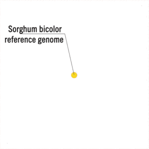 An animated gif that shows the number of citations resulting from the original Sorghum bicolor reference genome.