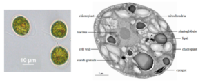 Microscope images of the antarctic green alga Microglena sp. YARC.