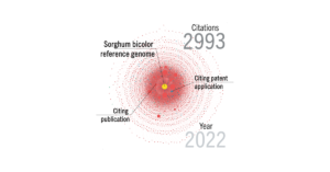 A graphic showing citations of the Sorghum bicolor reference genome
