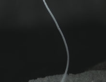 Single filament of Ca. Thiomargarita magnifica (Jean-Marie Volland)