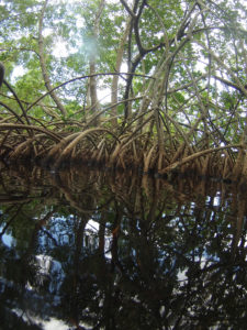 Views of the sampling sites amidst the mangroves in Guadeloupe. (Olivier Gros)