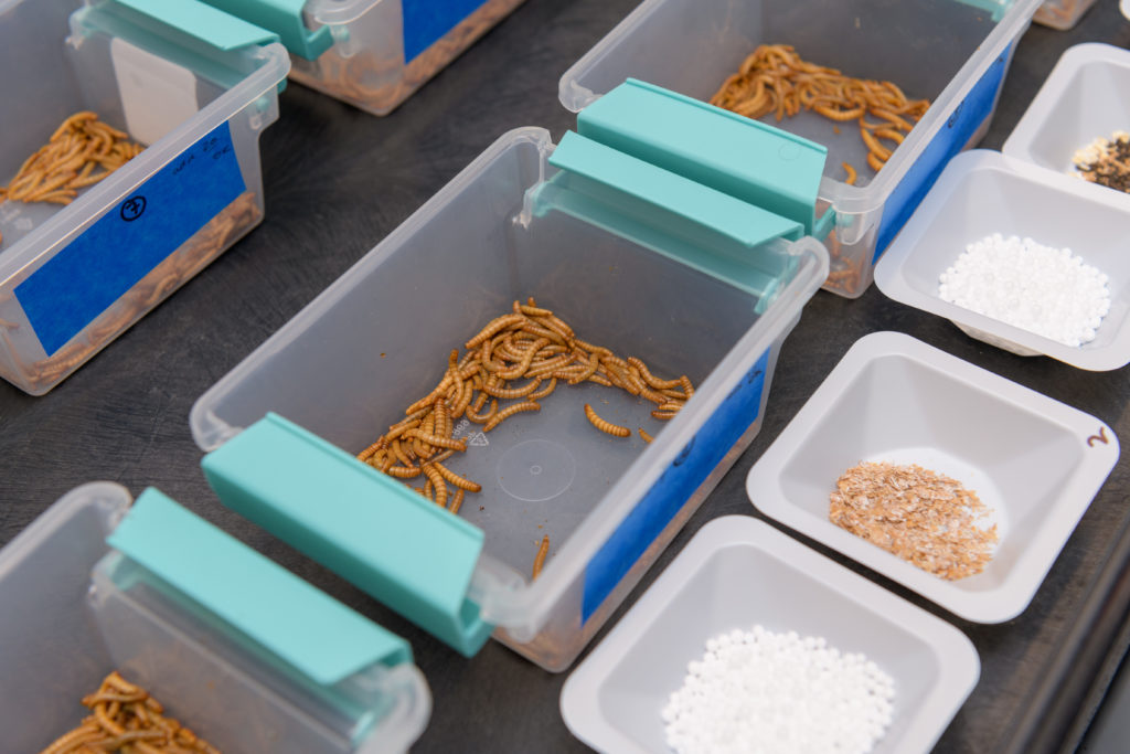 Boxes of mealworm larvae laid out next to food supplementation and plastics.