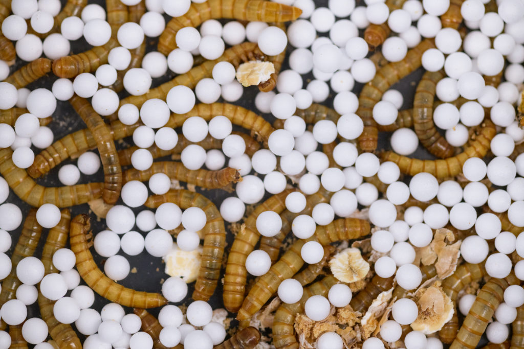 Golden-yellow mealworm larvae among small plastic balls.