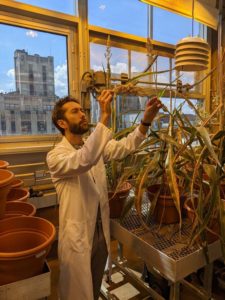 A scientist stands in a greenhouse and takes a look at a tall, potted sorghum plant.