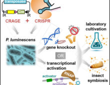 A graphic flowchart showing how CRAGE and CRISPR work together