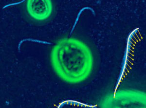 Microscopic view of Chlamydomonas reinhardtii shows three aglae neon green with two flagella each 