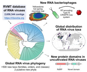 Graphical overview of the RNA Virus MetaTranscriptomes Project. (Courtesy of Simon Roux)