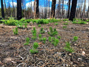 A photograph of the forest floor, covered in pine needles, with burned trees in the background.