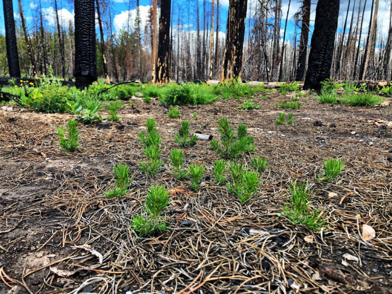 Understanding Wildfire Recovery, Starting in Soil - DOE Joint Genome ...