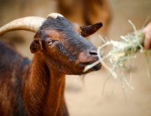 A brown goat with white horns looks at green hay