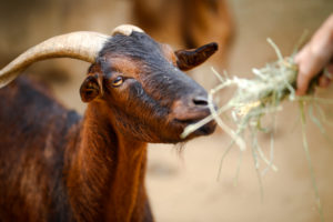 A brown goat with white horns looks at green hay