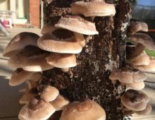 A vertical tree stump outdoors with about a dozen shiitake mushrooms sprouting from its surface.