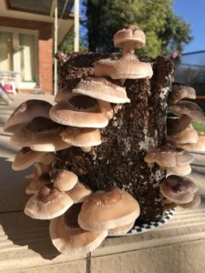 A vertical tree stump outdoors with about a dozen shiitake mushrooms sprouting from its surface.