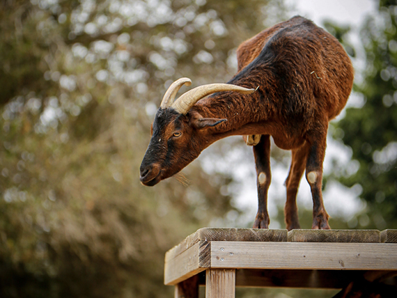 A brown goat with small white horns stands on top of a wooden platform.