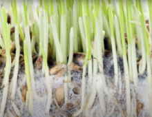Green plant matter grows from the top, with the area just beneath the surface also visible as soil, root systems and a fuzzy white substance surrounding them.