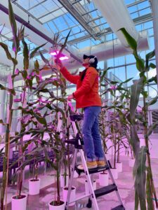 A researcher stands on a ladder to reach the top of corn plants growing indoors.