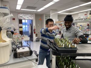 Two researchers work in a science lab with a cart of small plants. 