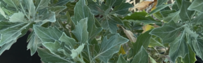 A light green shrub with spiny leaves, up close.