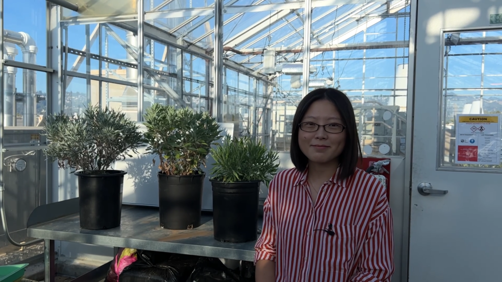 A researcher in a greenhouse next to three small potted shrubs.
