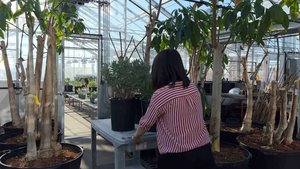 A researcher wheels a cart with three shrubs on it through the door of a greenhouse