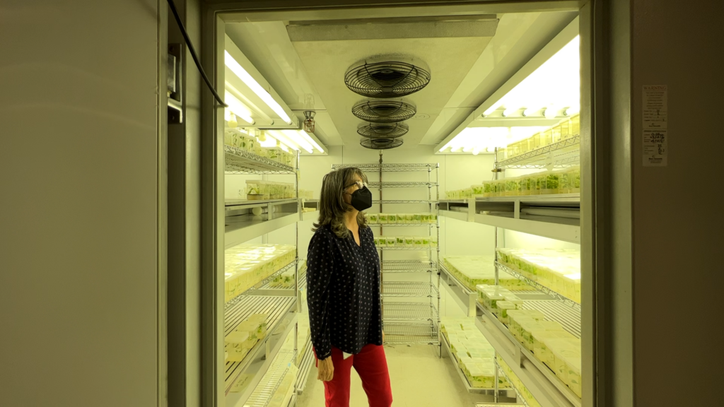 A researcher in a large incubator, looking at tiny plants growing in plastic containers.