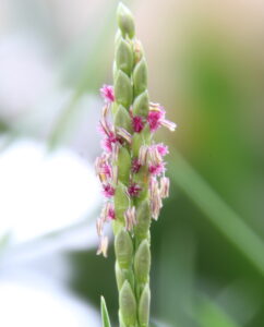 A close up photograph of grass with tiny pink blooms.