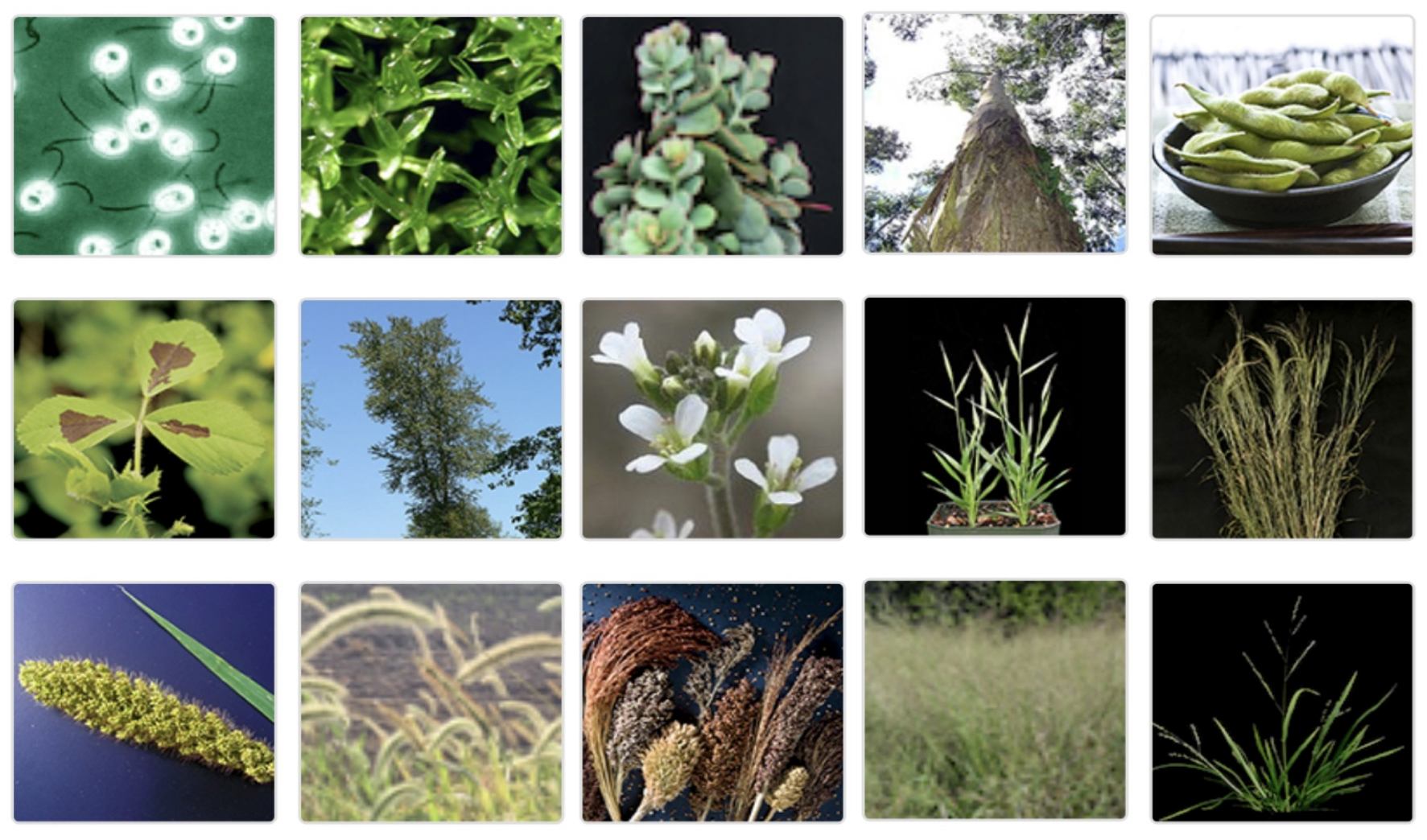 A tiled collage of square photos of different plants - soybeans, and sorghum, for example.