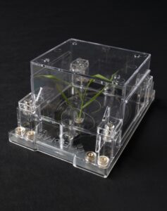A small green plant grows in a transparent plastic chamber.