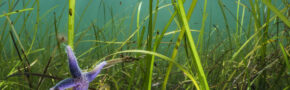 Pictured is an eelgrass habitat off the coast of the Western Baltic Sea, Falckenstein, at three metres deep. There is a purple starfish in the bottom left corner.